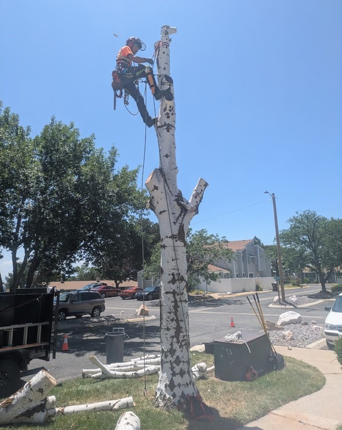 Professional tree care services